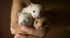 Hamster rase, specii de uz casnic