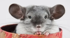 Repere și culori chinshill: descrierea și diferențele