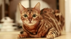 Pisici de ras care nu mănâncă