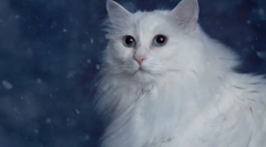 Pisici de ras cu ochi albaștri