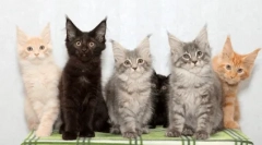 Pisici de ras cu ciucuri pe urechi