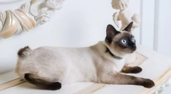 Pisici de ras cu coada scurtă