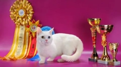 Rase de pisici cu picioare scurte