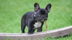 Câine de rasă fără coadă