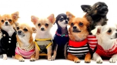 Rase de câine pentru apartamente - 15 opțiuni cele mai bune