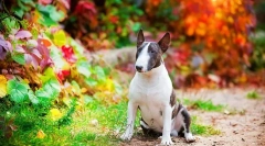 Rase de câini (fotografii cu nume): alege un prieten