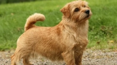 Câini de câine - șobolani