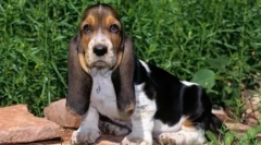 Câini de rasă cu picioare scurte - revizuirea cu fotografii și nume