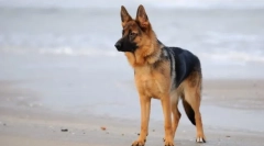 Rase de câine cu limbaj albastru