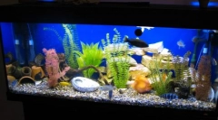 Pas cu pas lansarea acvariului