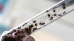 Consecințele encefalitei transferate