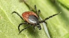 Consecințele mușcăturii unei biuri xode