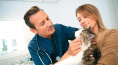 Extins în mod constant elevii de pisică: de ce se întâmplă să facă ce să facă