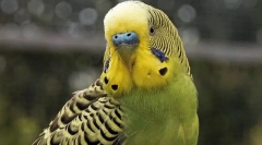 Comportamentul unui papagal ondulat