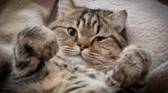 Adevărat și mituri: de ce evreii nu-i plac pisicile