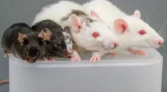 Reguli aplicarea lipiciului de la rozătoare