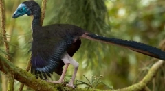 Strămoșii de păsări