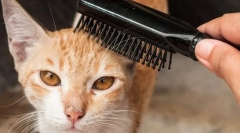 Utilarea de îngrijire și pisică