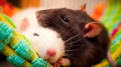 Avantajele și dezavantajele șobolanului acasă, fie să înceapă