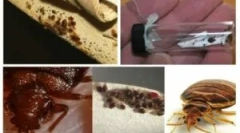 Pregătirea agran de la bedbugs și alte insecte