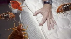 Drug averfos de la bedbugs și alte insecte