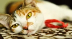 Tratamentul azinox: instrucțiuni de utilizare