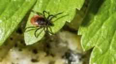 Pregătirea grădinii de la căpușe