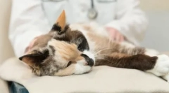 Pregătirea glicopeinului: un instrument eficient pentru creșterea imunității pisicilor