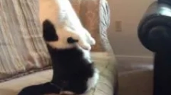 Pregătirea piperazină: instrucțiuni de utilizare pentru animale