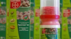 Prestige: numirea și regulile