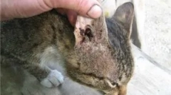 Pregătiri pentru tratamentul căpușelor urechii în pisici