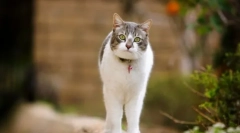 Pregătiri pentru controlul sexual al pisicilor și pisicilor