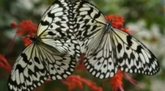 Transformarea caterpillar