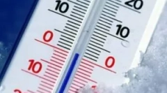 La ce temperatură, puricii mor?