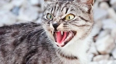 Cauzele comportamentului agresiv al pisicilor