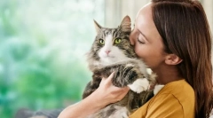 Cauze de alergii pe pisici