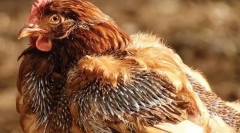 Cauze de găini și tratament