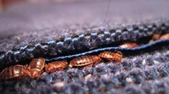 Motive pentru care vin bug-uri