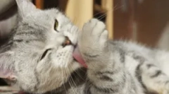 Provoacă de ce pisica este constantă mâncărime și linge