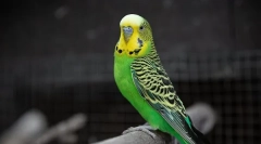 Cauze ale apariției creșterii asupra ciocului la papagalul ondulat și tratamentul