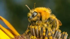 Cauze, simptome și tratament al mușcăturilor de albine