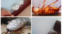 Aplicarea uscătorului de la gandaci și bedbugs