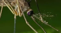 Aplicarea fumigatorilor din țânțarii