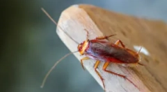 Aplicarea gelurilor de garnituri