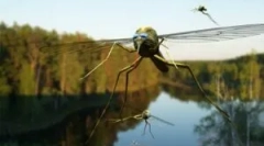 Aplicarea uleiurilor esențiale din țânțarii