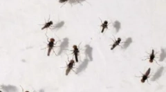 Aplicarea capcanelor pentru midges la domiciliu