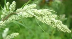 Folosirea pelinului din casa de purici