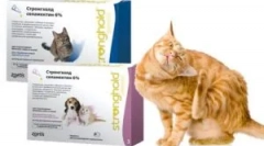 Aplicarea cetății de droguri pentru pisici