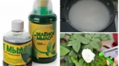 Utilizarea săpunului verde de la dăunători