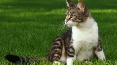 Achiziționarea unei pisici puternice